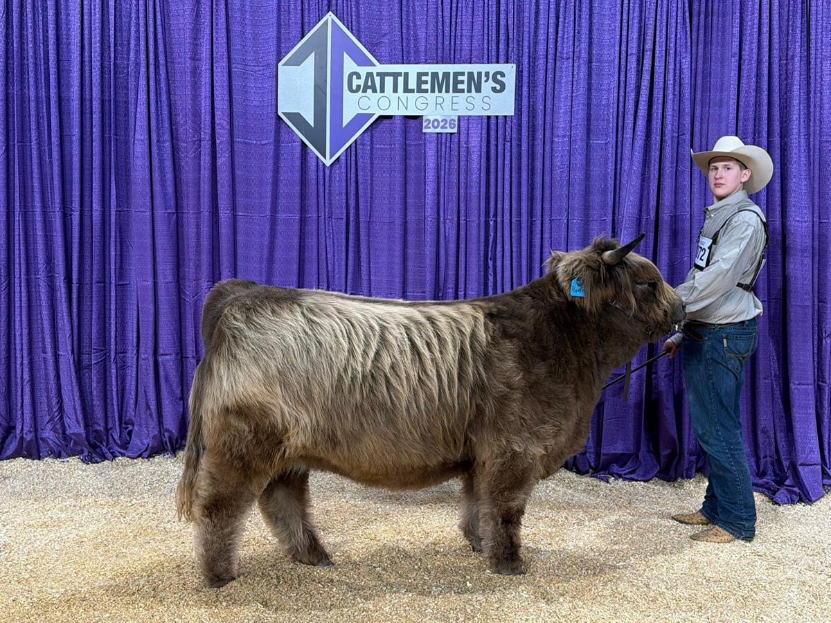 Highland cattle on the rail at a cattleman's show