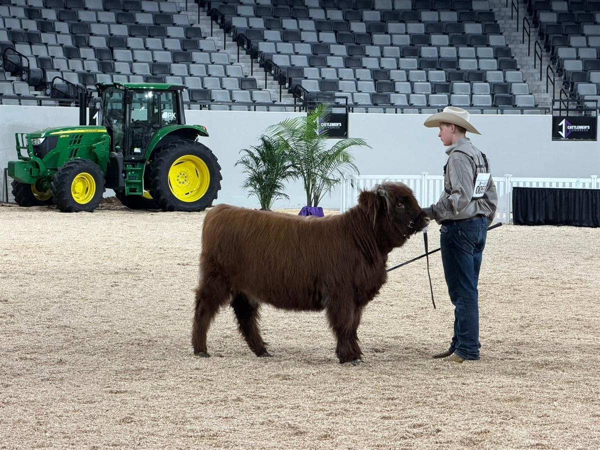 Youth leading a Highland steer at a show