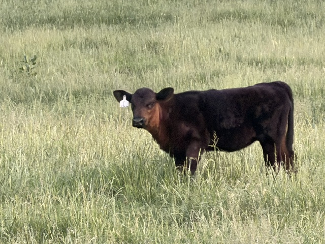 Black commercial calf grazing in Lone Pine Ranch pasture