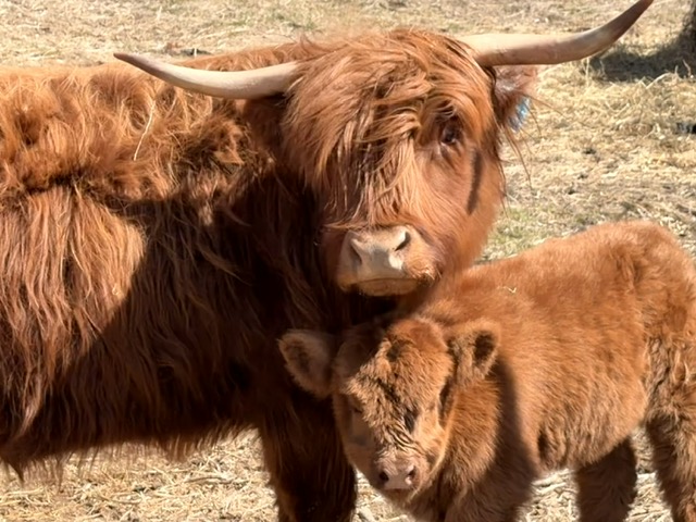 Highland cow standing with her calf at Lone Pine Livestock