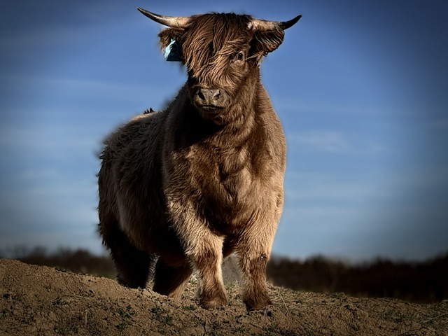 Highland bull standing on a ridge against a deep blue sky