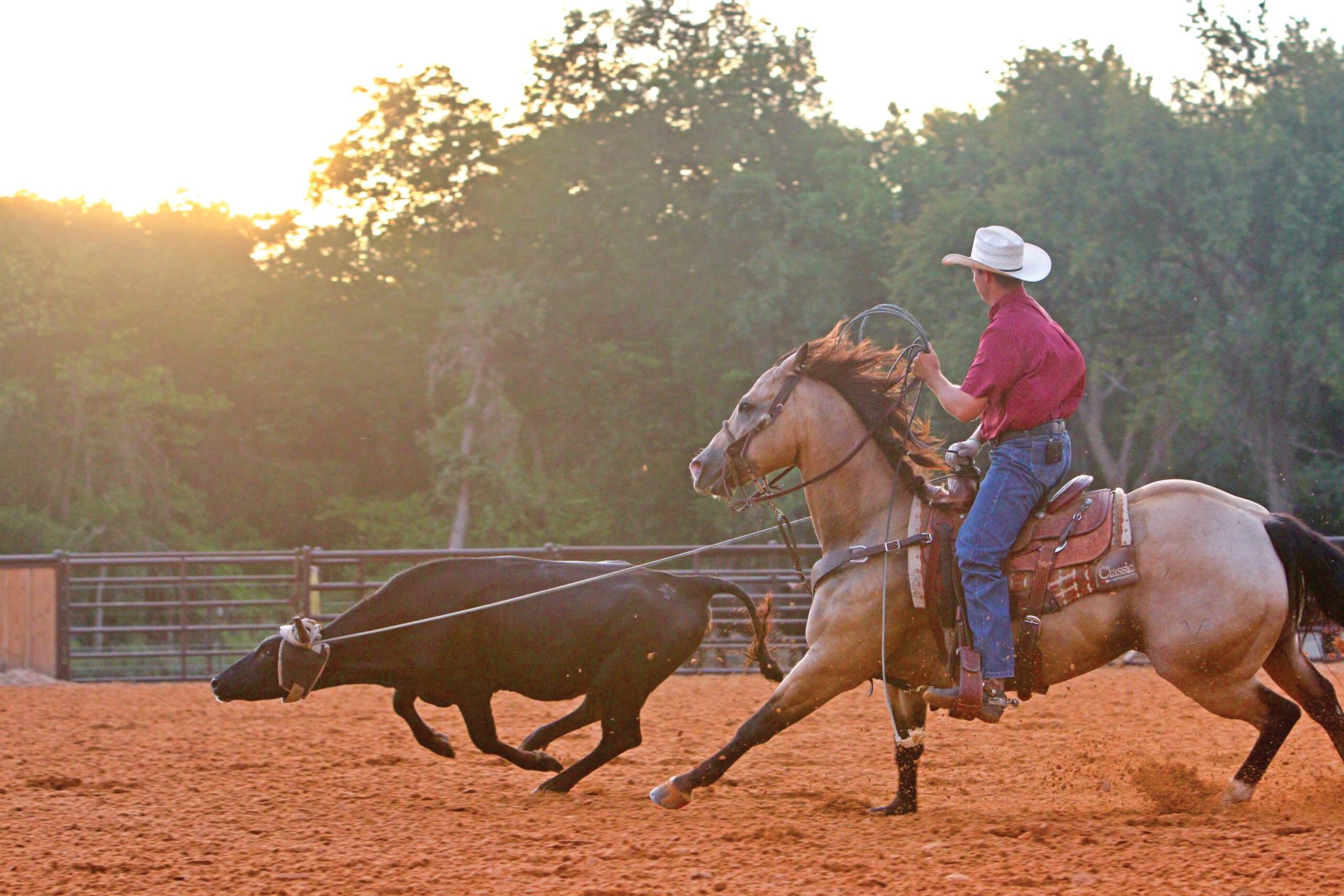 Rope horse being trained at Lone Pine Ranch